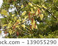 Ilex crenata, which bears red berries in winter. 139055290