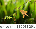Maple leaves caught on a vine 139055291