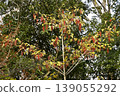 Ilex crenata, which bears red berries in winter. 139055292