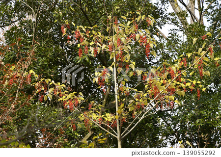 冬青(Ilex crenata),冬季結紅色漿果。 冬青(Ilex crenata),冬季結紅色漿果。 139055292