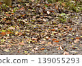 A Varied Tit blending in with the fallen leaves in winter. 139055293