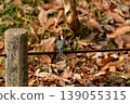 A Varied Tit looking up at the sky from atop a fence rope. 139055315