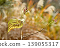 Winter-bare Clerodendrum trichotomum 139055317