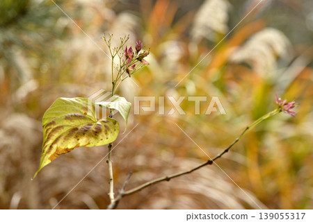冬光樹（Clerodendrum trichotomum） 139055317