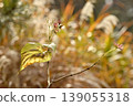 Winter-bare Clerodendrum trichotomum 139055318
