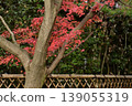 Colorful maple leaves and evergreen trees 139055319