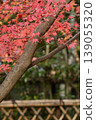 Colorful maple leaves and evergreen trees 139055320