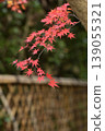 Colorful maple leaves and evergreen trees 139055321