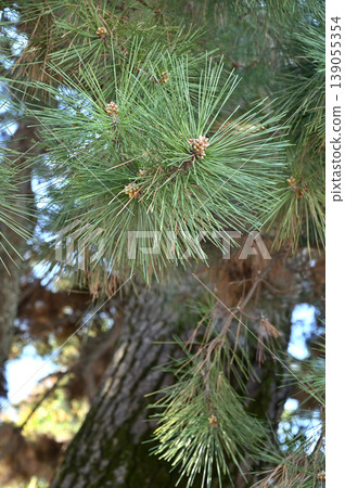 Trees / Pines Pinaceae Trees / Pines Pinaceae 139055354