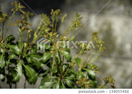 New shoots of Pittosporum tobira 139055488