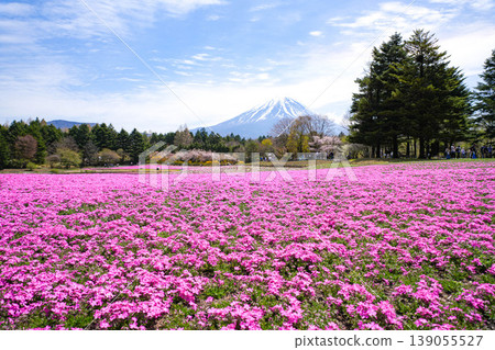 Shiba Fuji Mt. Fuji Shiba Fuji Mt. Fuji 139055527