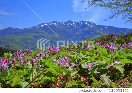 犬齒紫羅蘭、粟岳 139055561