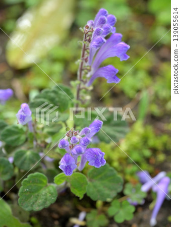 Purple flowers of the Japanese bellflower, with a soft background blur. Early summer wildflowers. Purple flowers of the Japanese bellflower, with a soft background blur. Early summer wildflowers. 139055614