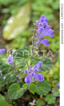 Purple flowers of the Japanese bellflower, with a soft background blur. Early summer wildflowers. Purple flowers of the Japanese bellflower, with a soft background blur. Early summer wildflowers. 139055615