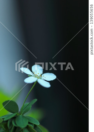 Cute spiraea flower 139055656