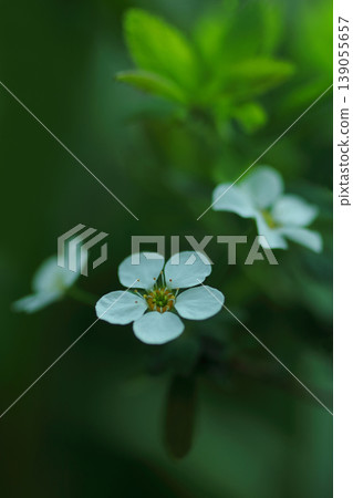 Small Spiraea flowers Small Spiraea flowers 139055657