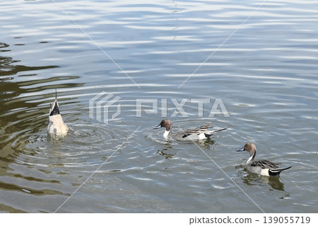 The elegant prince of winter! The Northern Pintail 139055719