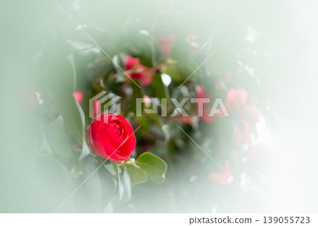 春天盛開的紅色山茶花 139055723