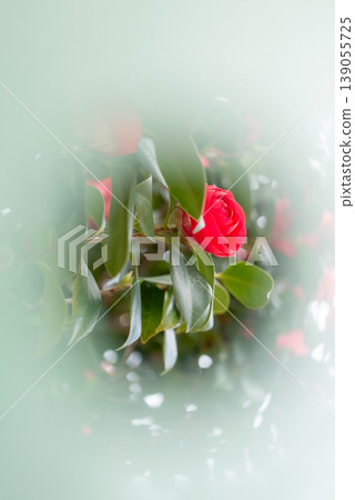 春天盛開的紅色山茶花 春天盛開的紅色山茶花 139055725