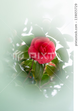 Red camellia flowers that bloom in spring [Spring] 139055729