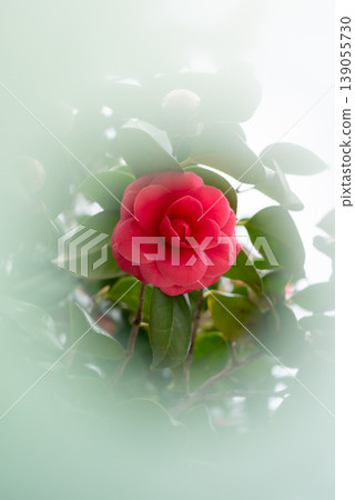 Red camellia flowers that bloom in spring [Spring] 139055730