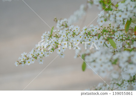 White spiraea flowers blooming in spring [Spring] 139055861
