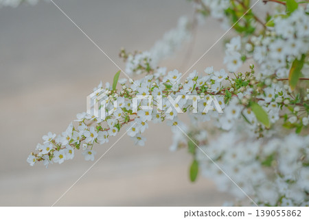 春季盛開的白色繡線菊 [春季] 139055862