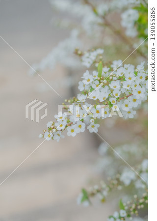 White spiraea flowers blooming in spring [Spring] 139055866