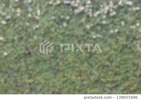 以植物為背景 以植物為背景 139055896