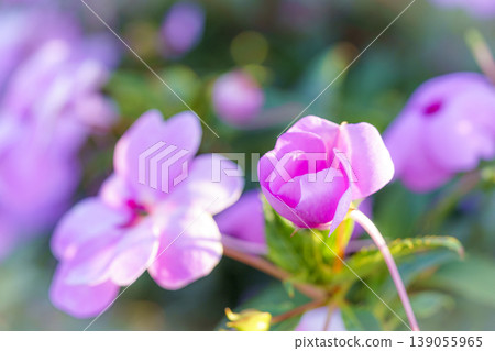 Macro close-up of vibrant pink impatiens flowers blooming in a lush garden. Soft focus background with natural bokeh highlights. Beautiful floral nature photography for springtime concepts. 139055965