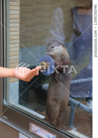 Small-clawed otter 139056046