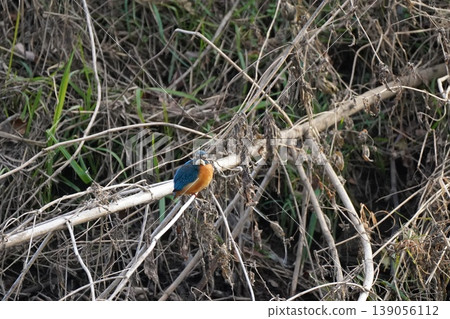 翠鳥正注視著它的獵物 翠鳥正注視著它的獵物 139056112