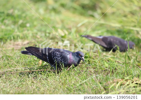 Rock doves searching for food in a grassy area Rock doves searching for food in a grassy area 139056201