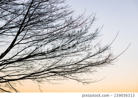 The silhouette of tree branches stretching into the evening sky The silhouette of tree branches stretching into the evening sky 139056313