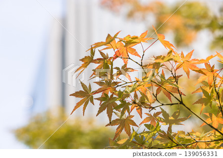 Autumn maple leaves and a soft background blur Autumn maple leaves and a soft background blur 139056331