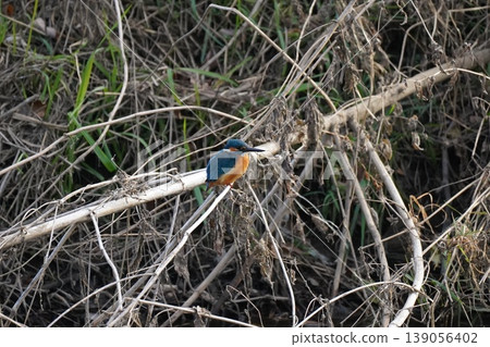 Kingfishes that stop on branches 139056402