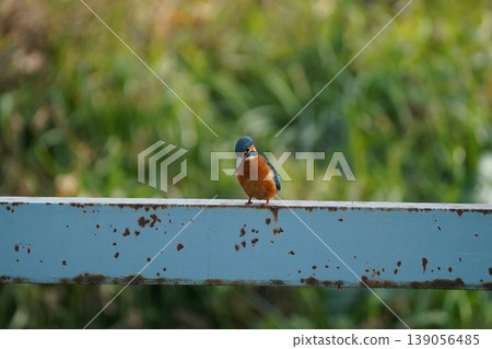 一隻翠鳥正凝視著水面。 139056485