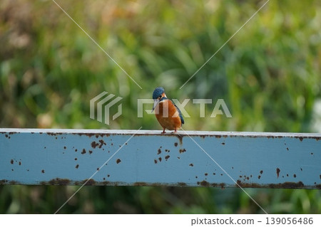 一隻翠鳥正凝視著水面。 139056486