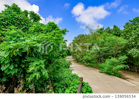 A refreshing summer scene of Ishigaki Island, lush with tropical greenery. A refreshing summer scene of Ishigaki Island, lush with tropical greenery. 139056534