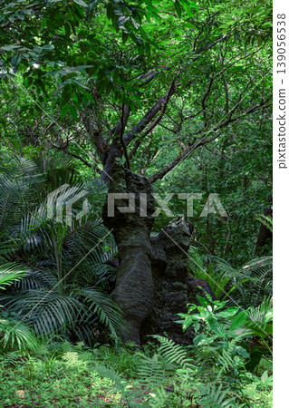 The Ainama stone of Ishigaki Island stands quietly, embraced by the deep forests of the tropics. The Ainama stone of Ishigaki Island stands quietly, embraced by the deep forests of the tropics. 139056538