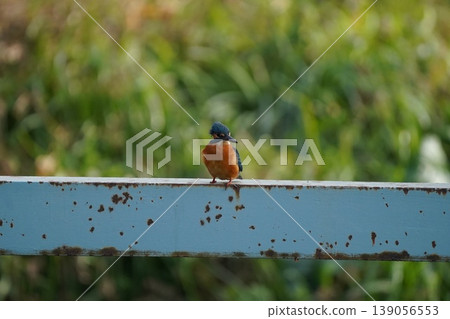 Jade waits on top of the steel frame 139056553