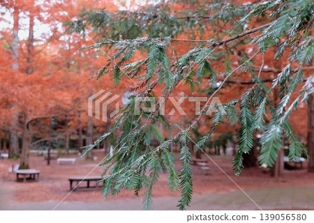 Autumn trees at Kobe Municipal Forest Botanical Garden (Hyogo Prefecture): Green leaf tips of Sequoia rufescens Autumn trees at Kobe Municipal Forest Botanical Garden (Hyogo Prefecture): Green leaf tips of Sequoia rufescens 139056580