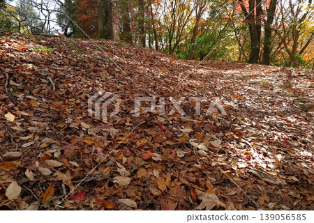 Autumn at Kobe Municipal Forest Botanical Garden (Hyogo Prefecture): Ground covered with fallen leaves Autumn at Kobe Municipal Forest Botanical Garden (Hyogo Prefecture): Ground covered with fallen leaves 139056585