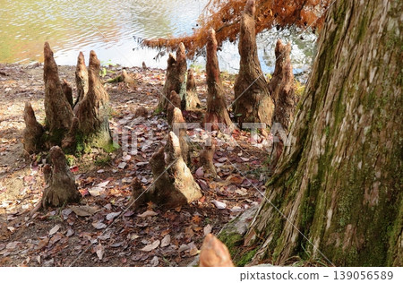 巴蒂柏氣生根(氣根):兵庫縣神戶市林植物園 巴蒂柏氣生根(氣根):兵庫縣神戶市林植物園 139056589