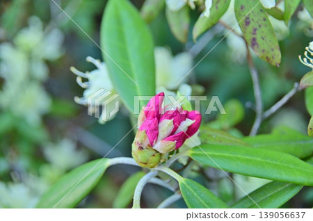 Rhododendrons have begun to bloom. Rhododendrons have begun to bloom. 139056637