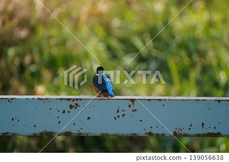 Kingfisher Kingfisher 139056638