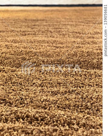 蘇格蘭艾雷島一家威士忌酒廠的傳統地板式發芽工藝。 蘇格蘭艾雷島一家威士忌酒廠的傳統地板式發芽工藝。 139056681