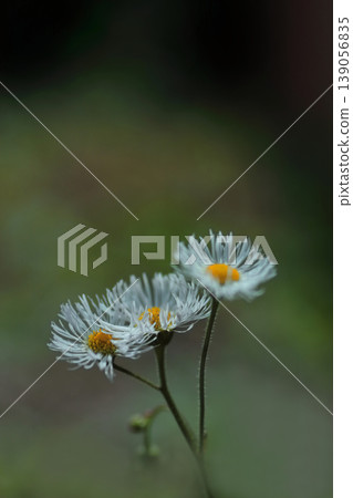 White flower of Haldione White flower of Haldione 139056835