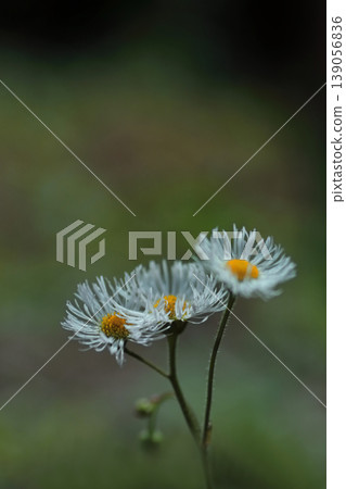 White flower of Haldione White flower of Haldione 139056836