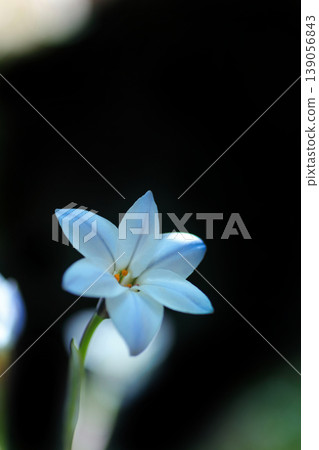 白色Hananyla花 白色Hananyla花 139056843